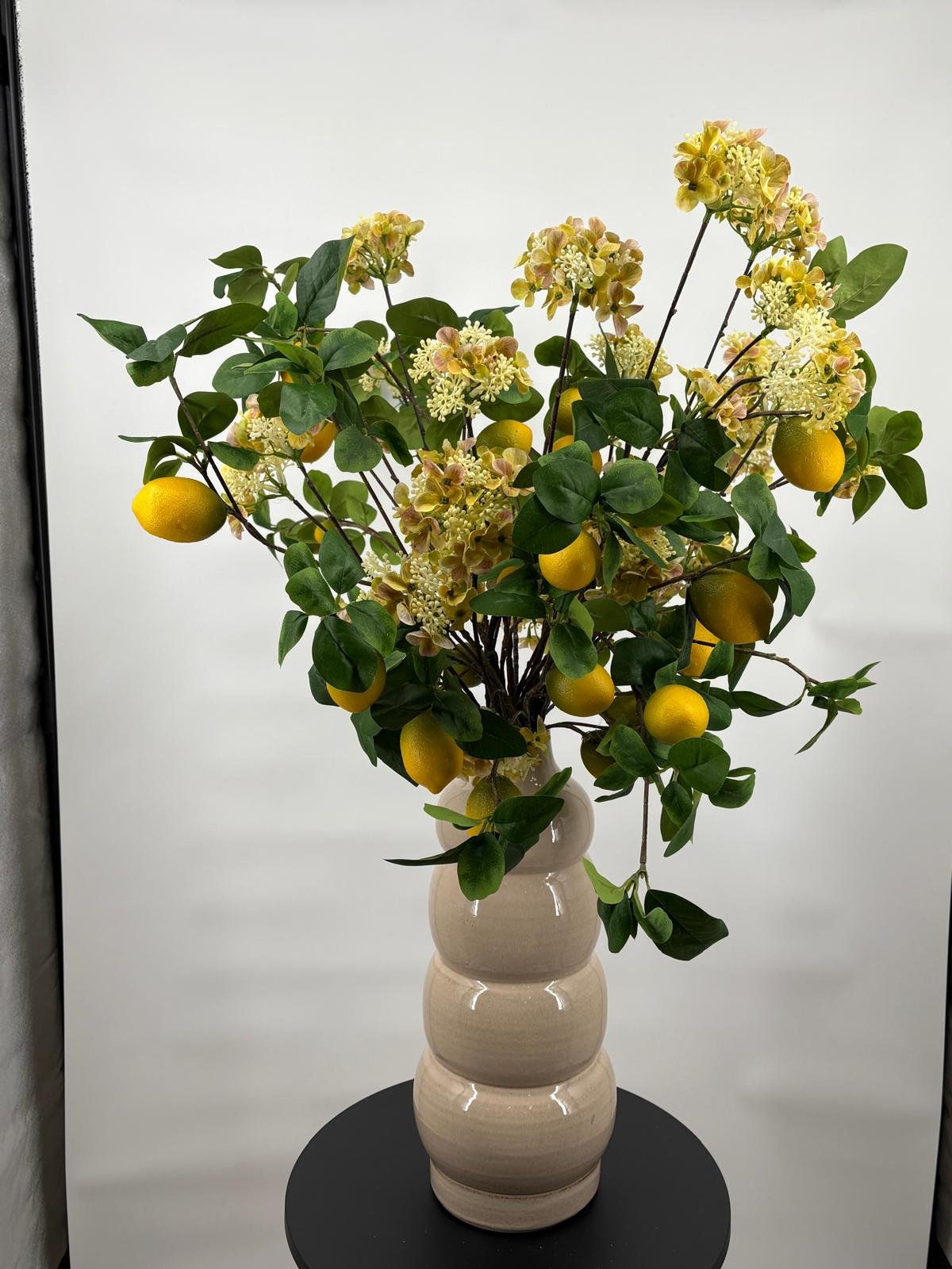 Orchidee Phalaenopsis